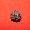 5 Mukhi Rudraksha Nepal Navgraha Certified - Navgraha - Image 3
